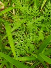 Trepocarpus aethusae