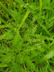 Trepocarpus aethusae