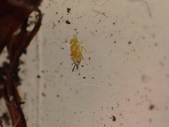 Aphelinidae