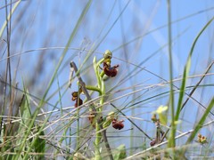 Ophrys speculum
