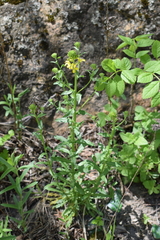 Erysimum aureum
