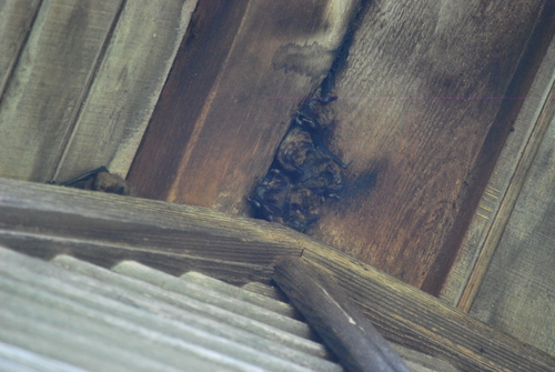 Big Brown Bat photographed in Missouri