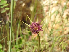 Tragopogon porrifolius