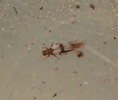 Parthenothrips dracaenae