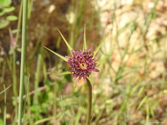 Tragopogon porrifolius