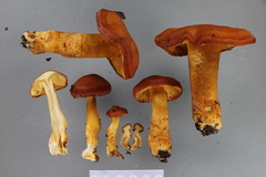 Aureonarius rubrodactylus