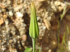Tragopogon porrifolius