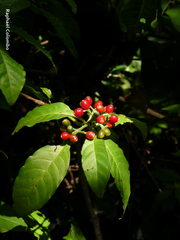 Rauvolfia tetraphylla