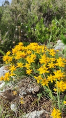 Genista tournefortii