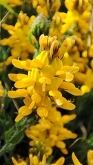 Genista tournefortii