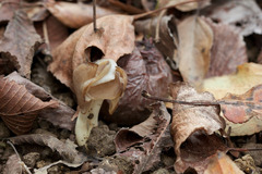 Helvella elastica