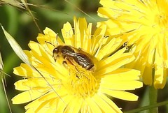 Crepis vesicaria