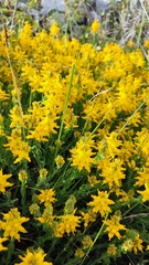 Genista tournefortii