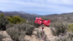 Penstemon utahensis