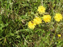 Crepis vesicaria