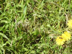 Crepis vesicaria
