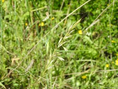 Arrhenatherum elatius