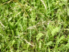 Arrhenatherum elatius