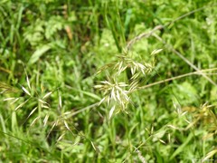 Arrhenatherum elatius