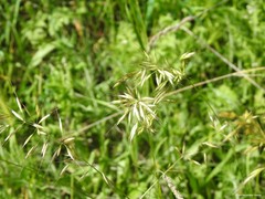 Arrhenatherum elatius