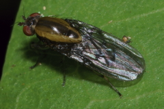 Allophylopsis