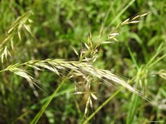 Arrhenatherum elatius