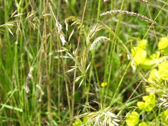 Arrhenatherum elatius