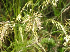 Arrhenatherum elatius