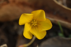 Oxalis perdicaria