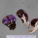 Cortinarius violaceovolvatus viola - Photo (c) David Orlovich,  זכויות יוצרים חלקיות (CC BY), uploaded by David Orlovich