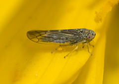 Colladonus geminatus