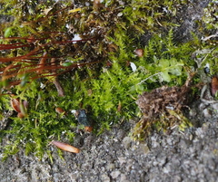 Amblystegium