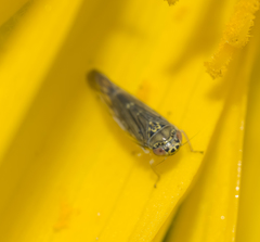 Colladonus geminatus