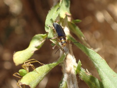 Trirhabda luteocincta