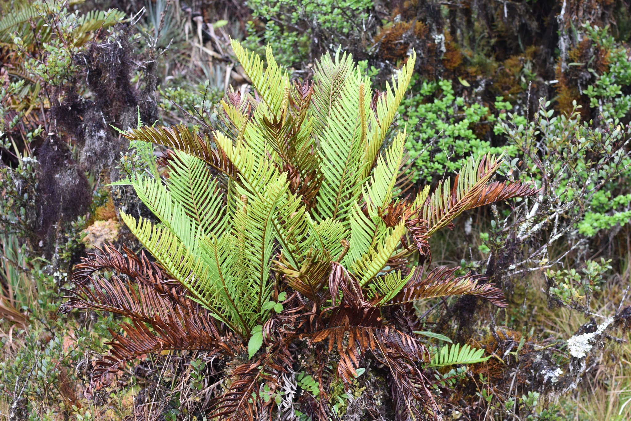 Lomariocycas