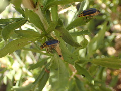 Trirhabda luteocincta