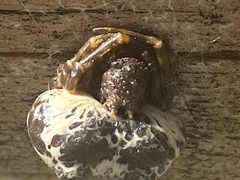 Mastophora cornigera