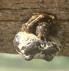 Mastophora cornigera