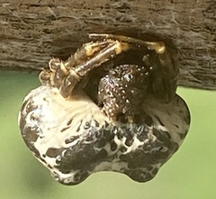 Mastophora cornigera