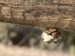 Mastophora cornigera