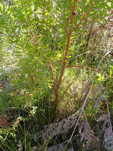 Image of Leucadendron conicum by (c) Nicola van Berkel, some rights reserved (CC BY-SA)
