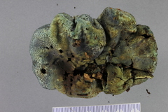 Rossbeevera pachydermis