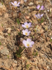 Leptosiphon liniflorus