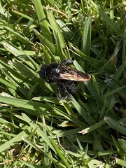 Xylocopa sonorina