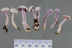 Cortinarius laquellus