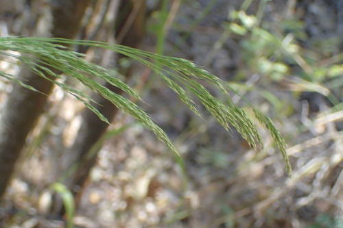 iNaturalist observation photo of Smilo Grass