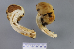 Cortinarius epiphaeus