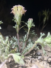 Chaenactis macrantha