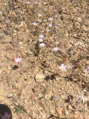 Leptosiphon liniflorus