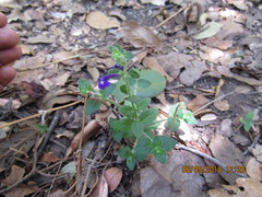 Scutellaria dumetorum
